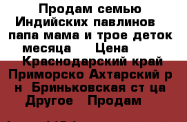 Продам семью Индийских павлинов - папа мама и трое деток- 3 месяца.  › Цена ­ 20 000 - Краснодарский край, Приморско-Ахтарский р-н, Бриньковская ст-ца Другое » Продам   